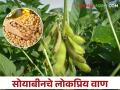 Soybean Variety: हे आहेत सोयाबीनचे टॉप १० फेमस वाण, तुम्ही कुठले पेरणार? - Marathi News | Soybean Variety; What are the Top 10 Popular Soybean Varieties? | Latest agriculture News at Lokmat.com