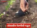 Soybean Sowing Method : सोयाबीन पेरणीसाठी जुनी की नवी पद्धत फायदेशीर? जाणून घ्या सविस्तर  - Marathi News | Latest News Soybean Sowing Method which method use for sowing soybean | Latest agriculture News at Lokmat.com