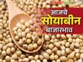 Soyabean Market : उदगीर बाजारात सोयाबीनची सर्वाधिक आवक, आज काय भाव मिळाला?  - Marathi News | Latest News Soyabean Market Highest arrival of soybeans in Udgir market see market rate | Latest agriculture News at Lokmat.com
