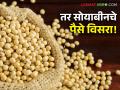 Soyabean Kharedi : सोयाबीन खरेदी केंद्रावर बँकेचा आयएफएससी कोड चुकला, वाचा पुढं काय झालं? - Marathi News | Latest News Soyabean Kharedi The bank's IFSC code was wrong at soybean purchasing center, see details | Latest agriculture News at Lokmat.com