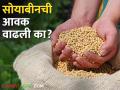 Soyabean Market : सोयाबीनला कुठल्या बाजारात हमीभाव मिळाला? वाचा आजचे बाजारभाव  - Marathi News | Latest News Todays Soyabean Market price in market yards mandi soyabean bajarbhav todays | Latest agriculture News at Lokmat.com