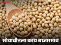 Soyabean Market : सोयाबीनच्या दरात सुधारणा कधी? वाचा आज काय बाजारभाव मिळाला?  - Marathi News | Latest News Soyabean Market todays soyabean market in amravati latur market tard check here | Latest agriculture News at Lokmat.com