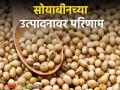 Soyabean Production : सोयाबीनच्या उत्पादनात घसरण होण्याची शक्यता, जाणून घ्या सविस्तर  - Marathi News | Latest News Soyabean Production Possibility of decline in soybean production, know in detail  | Latest agriculture News at Lokmat.com