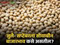 Soyabean Bajarbhav : जुलै- सप्टेंबर 2024 ला सोयाबीन बाजारभाव कसे असतील? जाणून घ्या सविस्तर  - Marathi News | Latest News How will soybean market prices be in July-September 2024? Know in detail  | Latest agriculture News at Lokmat.com