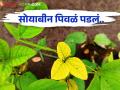 Yellowish Soybean Treatment: सोयाबीनवरील पिवळेपणा घालवण्यासाठी करा हे सोपे उपाय - Marathi News | yellowish soybean treatment: Follow these simple measure to control of yellowing in soybean | Latest agriculture News at Lokmat.com