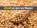 Soyabean Market : दसऱ्याला सोयाबीनला काय भाव मिळाला? जाणून घ्या सविस्तर  - Marathi News | Latest News Soyabean Market price of soybeans on Dasara Know in detail  | Latest agriculture News at Lokmat.com
