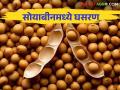 Soybean Bajarbhav : सोयाबीन दरात मोठी घसरण गेल्या दहा दिवसात कसे राहिले दर - Marathi News | Soybean Bajarbhav: How much is the fall in the price of soybeans for the farmers? | Latest agriculture News at Lokmat.com