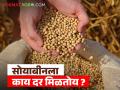 Todays Soyabin Rate : आज पिवळ्या सोयाबीनला जिल्हानिहाय काय दर मिळाले, आवक किती झाली? - Marathi News | Latest News Soyabean Market What was the district-wise price of yellow soybeans today on 18 november Read in detail | Latest agriculture News at Lokmat.com