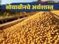 Soyabean Production Cost : उत्पादन खर्च 6 हजार 39 हातात पडतात 3 हजार 900 रुपये, वाचा सोयाबीनचे अर्थशास्त्र  - Marathi News | | Latest agriculture News at Lokmat.com