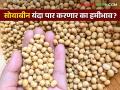 Soybean Market Update : सोयाबीन बाजारात आवकही वाढतेयः नव्या हंगामावर लक्ष वाचा सविस्तर - Marathi News | Soybean Market Update: Inflows are also increasing in the soybean market: Read more about the new season | Latest agriculture News at Lokmat.com