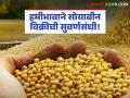 NAFED Soybean Registration : नाफेड नोंदणी प्रक्रियेत शेतकऱ्यांची धावपळ; आधारभूत किमतीवर खरेदी होणार - Marathi News | latest news NAFED Soybean Registration: Farmers rush in NAFED registration process; Purchase will be done at support price | Latest agriculture News at Lokmat.com