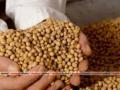 २२ हजार हेक्टरवरील सोयाबीन धोक्यात - Marathi News | 22 thousand hectares of soyabean in danger | Latest jalana News at Lokmat.com