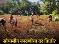 Soyabean Harvesting : एकरी अन् बियाणे बॅग सोयाबीन काढणीची मजुरी किती? जाणून घ्या सविस्तर  - Marathi News | Latest News Soyabean harvesting wages per acre and seed bag Know in detail  | Latest agriculture News at Lokmat.com