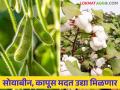 सोयाबीन, कापूस उत्पादक शेतकऱ्यांना उद्या मिळणार हेक्टरी ५००० रुपये - Marathi News | Soybean, cotton farmers will get Rs 5000 per hectare tomorrow | Latest agriculture News at Lokmat.com