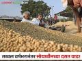 Soybean Market Rate : आयात शुल्कामुळे सोयाबीन बाजारात भाव वाढणार का? वाचा सविस्तर  - Marathi News | Soybean Market Rate: Will the price of soybeans increase due to import duty? Read in detail  | Latest agriculture News at Lokmat.com
