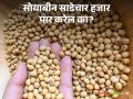 सोयाबीनचे भाव यंदा प्रथमच साडेचार हजारांवर; येत्या काही दिवसात भाव वाढणार?  - Marathi News | Soybean price for the first time this year at four and a half thousand; Will the price increase in the next few days?  | Latest agriculture News at Lokmat.com