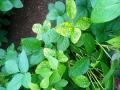 सोयाबीनवरील पिवळा मोझॅक रोगाचे व्यवस्थापन कसे कराल? - Marathi News | How to manage yellow mosaic disease in soybean? | Latest agriculture News at Lokmat.com