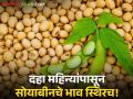Soyabean Market : दहा महिन्यांपासून सोयाबीनचे भाव हमीदरापेक्षा कमी, आज काय मिळतोय दर? - Marathi News | Latest News Soyabean Market Soybean price is lower than msp price for ten months see details | Latest agriculture News at Lokmat.com
