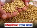 'या' कारणांमुळे सोयाबीनला उठाव आला, पहिल्यांदा दरात चमक, किती रुपयांवर पोहचले दर? - Marathi News | Latest News soyabean Market Soybean prices have increased, see market reasons | Latest agriculture News at Lokmat.com