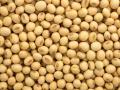 अनुदानित सोयाबीनचा बाजारात तुटवडा; महाबीजकडून पुरवठ्याला उशीर  - Marathi News | soybean seeds scarcity; farmer not get seed in akola market | Latest akola News at Lokmat.com