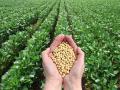 भाव कमी असूनही शेतकऱ्यांची सोयाबीनलाच पसंती; लातूर जिल्ह्यात ११२ टक्के पेरा - Marathi News | | Latest latur News at Lokmat.com