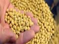 खरीप हंगामासाठी ७७,७१६ क्विंटल सोयाबिन बियाण्याची गरज! - Marathi News | 77,716 quintals of soybean seeds required for kharif season! | Latest vashim News at Lokmat.com