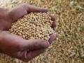 आणखी सहा बियाणे कंपन्या कृषी विभागाच्या 'रडार'वर! - Marathi News | Six more seed companies on Agriculture Department's 'Radar'! | Latest akola News at Lokmat.com