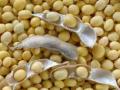 महाबीजचे सोयाबीन बीजोत्पादन घटले - Marathi News | The soybean seed production of mahabeej declined | Latest vashim News at Lokmat.com