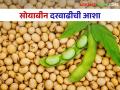 Soyabean Market Update : सोयाबीन तेलाची आयात; दरवाढीची शक्यता? वाचा सविस्तर  - Marathi News | Soyabean Market Update : Imports of soybean oil; Chances of a price hike? Read in detail  | Latest agriculture News at Lokmat.com