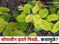 सोयाबीन पिवळं पडतंय, कसे कराल व्यवस्थापन - Marathi News | Soybean turning yellow, how to manage | Latest agriculture News at Lokmat.com