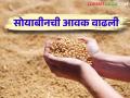 Soyabean Market : अमरावती जिल्ह्यात सोयाबीनची आवक वाढली, आज काय बाजारभाव मिळाला? - Marathi News | Latest News Soyabean Market arrival increased in Amravati district see market price | Latest agriculture News at Lokmat.com