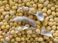 दरवाढीच्या शक्यतेने सोयाबीन साठवणुकीकडे शेतकऱ्यांचा कल - Marathi News |  Farmers' tendency towards soybean storage due to possible increase in prices | Latest nashik News at Lokmat.com