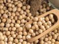 जिल्ह्यात यंदा सोयाबीन बियाणाचा तुटवडा? - Marathi News | Soybean seed shortage in the district this year? | Latest nashik News at Lokmat.com
