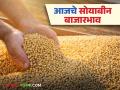 Soybean Bajar Bhav: पिवळा, लोकल जातीच्या सोयाबीनची आवक किती; कसा मिळाला दर ते वाचा सविस्तर - Marathi News | Soybean Bazaar Bhav: Latest News How much is the arrival of yellow, local variety soybeans; Read in detail how the price was obtained | Latest agriculture News at Lokmat.com
