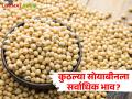 Soybean Market : कुठल्या बाजार समितीत सोयाबीनला हमीभाव मिळाला? वाचा आजचे बाजारभाव  - Marathi News | Latest News 14 may 2024 Todays Soybean Market Price in solapur and tasgaon market yard | Latest agriculture News at Lokmat.com