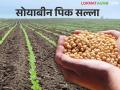 Soybean Sowing सोयाबीन पेरणीचे नियोजन करताय? या महत्वाच्या गोष्टींकडे लक्ष द्या - Marathi News | Soybean Sowing; Planning Soybean Sowing? Pay attention to these important things | Latest agriculture News at Lokmat.com