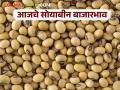 Soybean Bajar Bhav : सोयाबीन बाजारात चढ-उतार; आज कुठे वाढ, कुठे घट? वाचा सविस्तर - Marathi News | latest news Soybean Bajar Bhav: Soybean market ups and downs; Where is the increase, where is the decrease today? Read in detail | Latest agriculture News at Lokmat.com