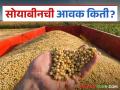 Soybean Market Update: बाजारात 'या' कारणामुळे सोयाबीनची आवक वाढतेय वाचा सविस्तर - Marathi News | Soybean Market Update: latest news Soybean arrivals are increasing in the market due to 'this' reason Read in detail | Latest agriculture News at Lokmat.com