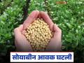 Soybean Market : सोयाबीन बाजारभाव अपडेट; लातूर टॉपवर, अमरावतीत दर घसरले वाचा सविस्तर - Marathi News | latest news Soybean Market: Soybean market price update; Latur on top, prices fell in Amravati Read in detail | Latest agriculture News at Lokmat.com