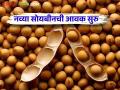 Soybean Bajar Bhav : बार्शी बाजार समितीत नवीन सोयाबीनची ५ हजार कट्टे आवक.. कसा मिळतोय दर - Marathi News | Soybean Bajar Bhav : 5 thousand bags of new soybeans arrival in Barshi Market Committee.. How is the market price? | Latest agriculture News at Lokmat.com