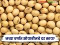 Soybean Bajar Bhav : नव्या वर्षात सोयाबीनची आवक किती; कसा मिळाला दर ते वाचा सविस्तर - Marathi News | Soybean Bazaar Bhav: How much soybean arrival in the new year; Read in detail how the price was obtained | Latest agriculture News at Lokmat.com