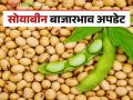 Soybean Bajar Bhav : लातूरच्या बाजारात सोयाबीनची आवक वाढली; काय मिळाला भाव ते वाचा सविस्तर - Marathi News | Soybean Bajar Bhav : Soybean arrivals increased in Latur market; Read the price in detail | Latest agriculture News at Lokmat.com