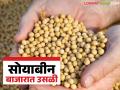 सोयाबीनचे दर हमीभावाचा टप्पा ओलांडणार; सांगली बाजारात सोयाबीनच्या दरात मोठी वाढ - Marathi News | Soybean prices will cross the msp price mark; Soybean prices increase significantly in Sangli market | Latest agriculture News at Lokmat.com