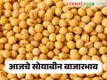 Soyabean bajar bhav : लातूर बाजार समितीत पिवळा सोयाबीनची आवक सर्वाधिक; काय मिळतोय बाजारभाव ते वाचा सविस्तर - Marathi News | Soyabean bajar bhav : In Latur Bazar Samiti, Yellow Soybean arrival is highest; Read the market price in detail | Latest agriculture News at Lokmat.com