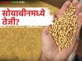 Soybean Bajar Bhav : आवक घटली तरी दर मजबूत; भोकरदनमध्ये मिळाला उच्चांक दर वाचा सविस्तर - Marathi News | latest news Soybean Bajar Bhav : Prices strong despite reduced arrivals; Highest prices recorded in Bhokardan Read in detail | Latest agriculture News at Lokmat.com