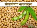 Soybean Bajar Bhav : शेतकऱ्याकडील सोयाबीन संपले अन् 'या' बाजारात झाली तीनशे रुपयांनी दरवाढ - Marathi News | Soybean Bajar Bhav : Farmers' soybeans are gone and prices have increased by three hundred rupees in this market | Latest agriculture News at Lokmat.com