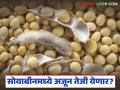 सोयाबीनच्या दरात सहा हजारांची उसळी; दरात अजून किती वाढ होण्याचा व्यापाऱ्यांचा अंदाज - Marathi News | Soybean prices jump by Rs 6,000; Traders predict how much more the price will increase | Latest agriculture News at Lokmat.com
