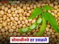 सोयाबीन बाजारात साडेतीन वर्षाच्या प्रदीर्घ मंदीनंतर स्पर्धा वाढली; दर अजून वाढण्याची शक्यता - Marathi News | Competition has increased in the soybean market after a three-and-a-half-year long recession; prices are likely to increase further | Latest agriculture News at Lokmat.com