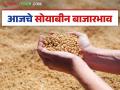 Soybean Bajar Bhav: लातूर बाजारात सोयाबीनची आवक वाढली; असा मिळाला दर ते वाचा सविस्तर - Marathi News | Soybean Bazaar Bhav: Soybean arrivals in Latur market increased; Read the price received in detail | Latest agriculture News at Lokmat.com
