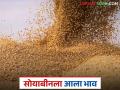 Soybean Market : दीड वर्षानंतर सोयाबीन दरात झपाट्याने वाढ; वाचा काय मिळतोय भाव - Marathi News | latest news Soybean Market: Soybean prices increase rapidly after one and a half years; Read what prices are being obtained | Latest agriculture News at Lokmat.com